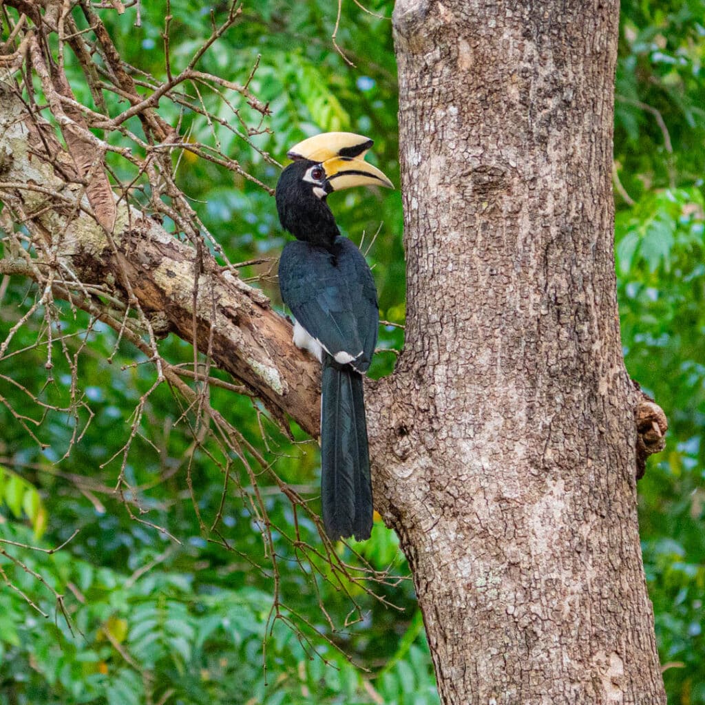 Oriental pied-hornbill Baan Maka Nature Lodge