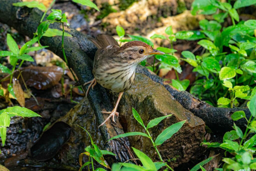 Puff-throated babbler