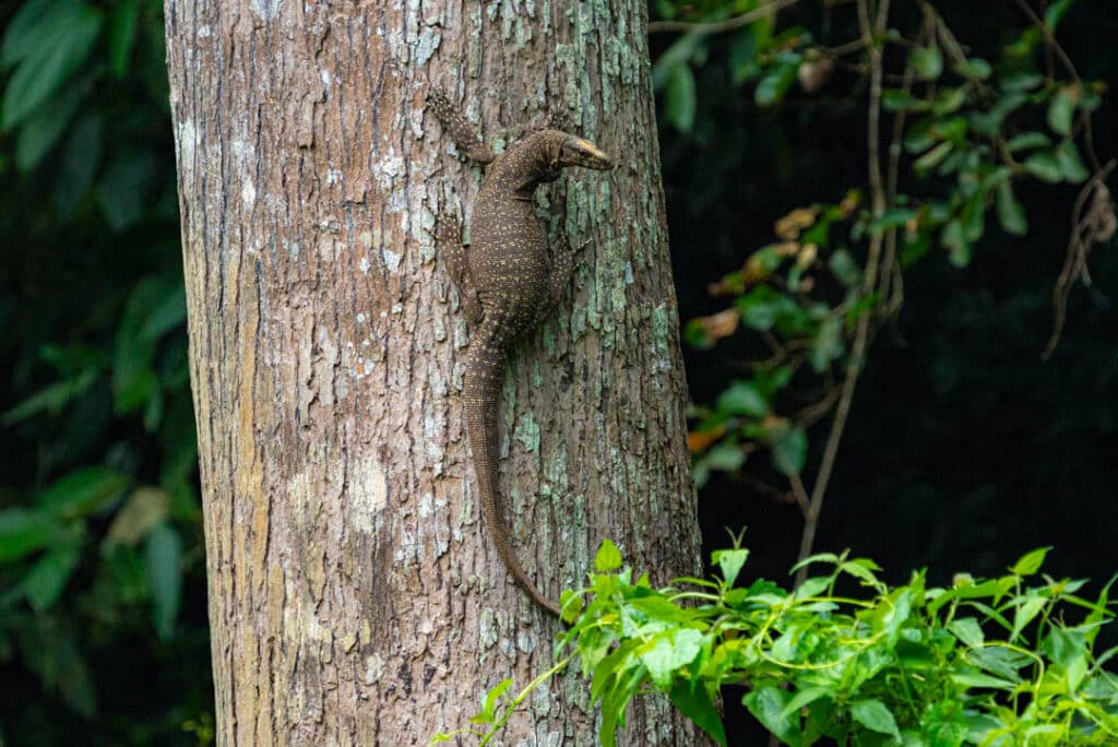 Monitor lizard