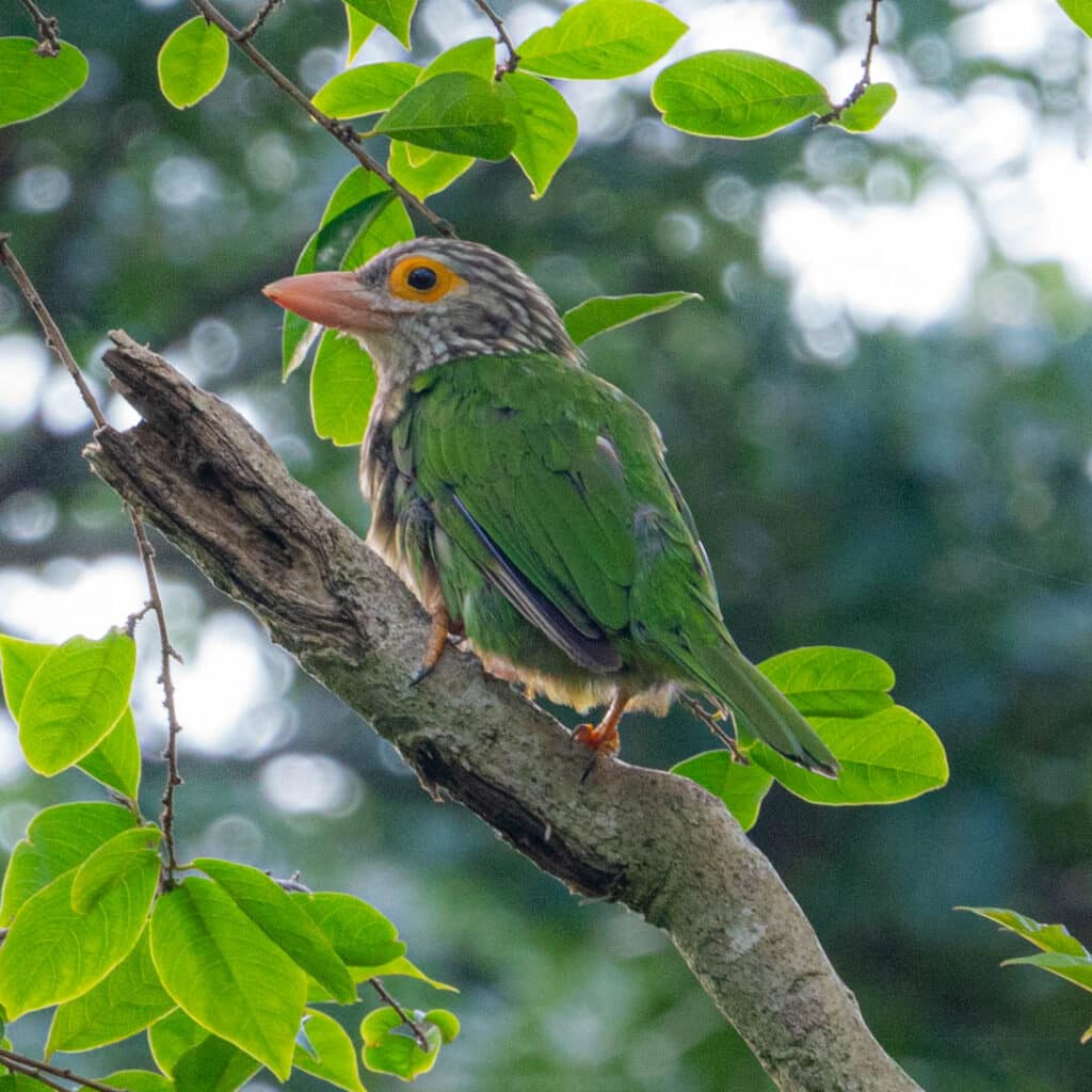 Lineated barbet