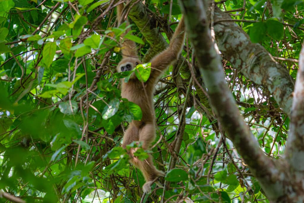 White-handed gibbon