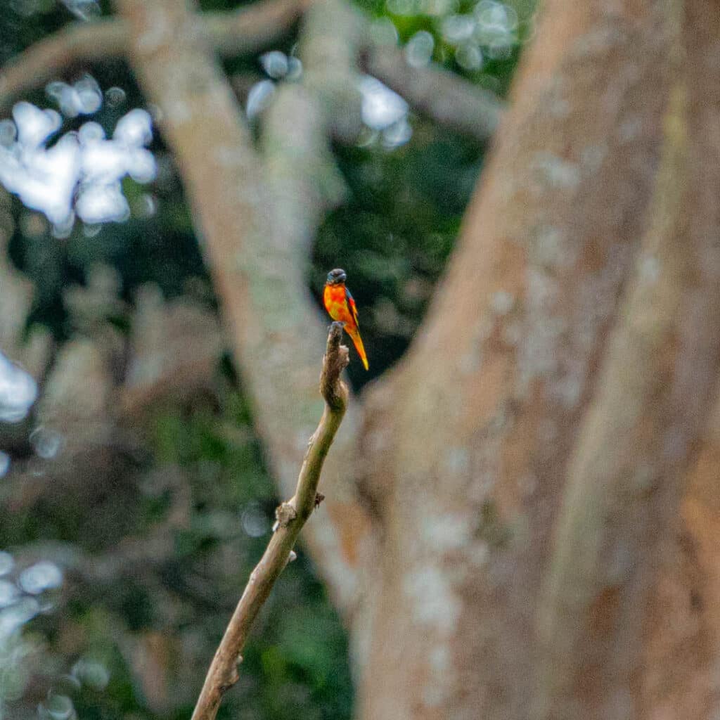 Scarlet minivet Thailand