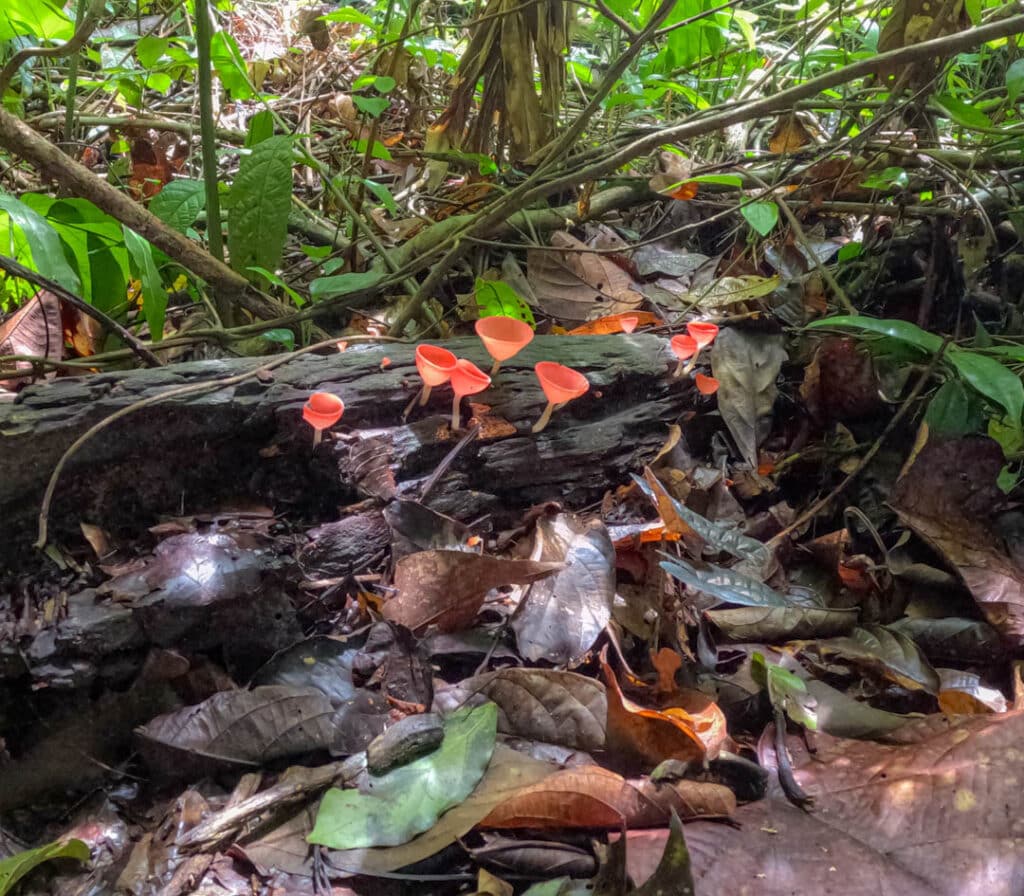 Fungi Khao Yai jungle