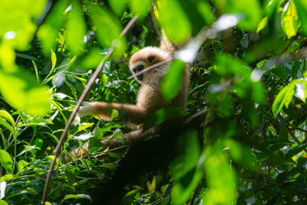 White-handed gibbon Thailand