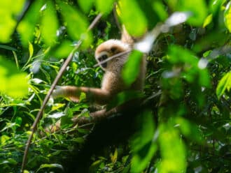 White-handed gibbon Thailand