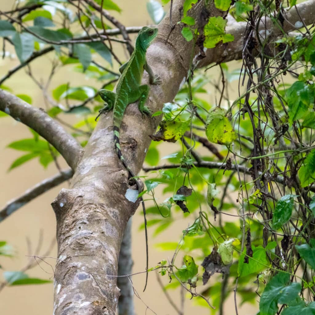 Gunung Raya Green-crested Lizard
