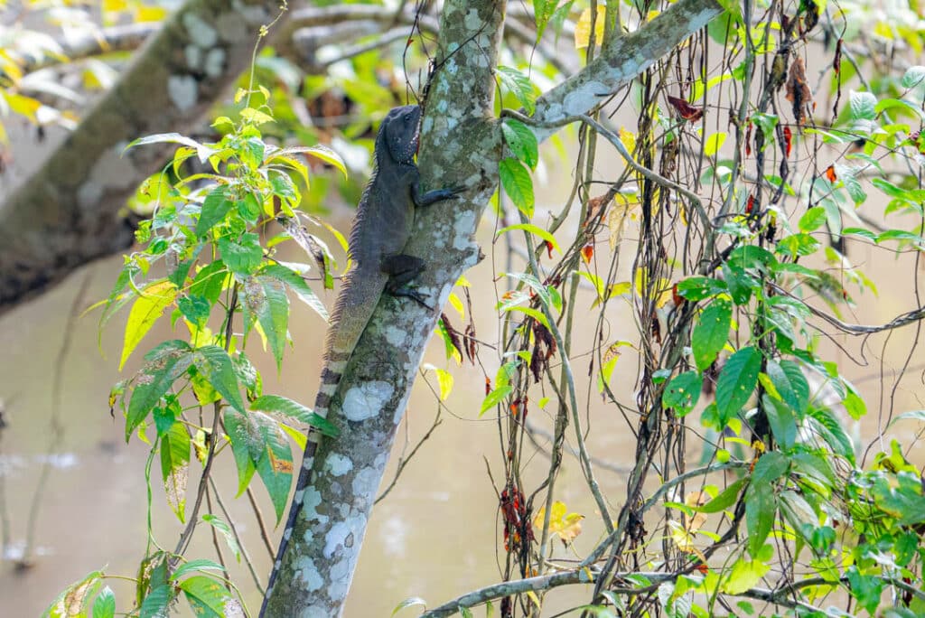 Chinese water dragon