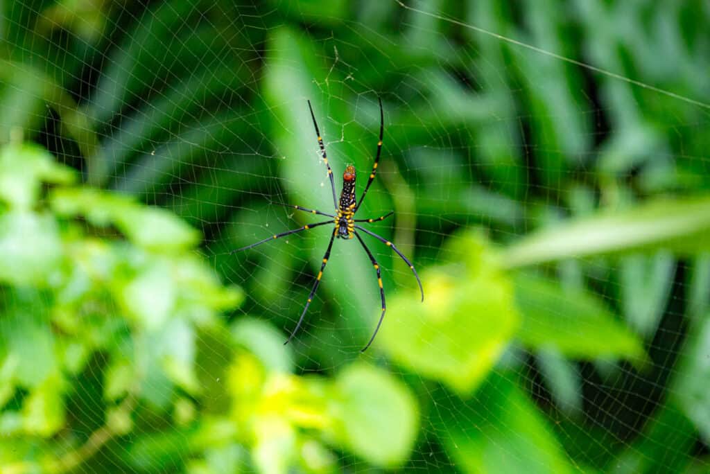 Orb spider Thailand
