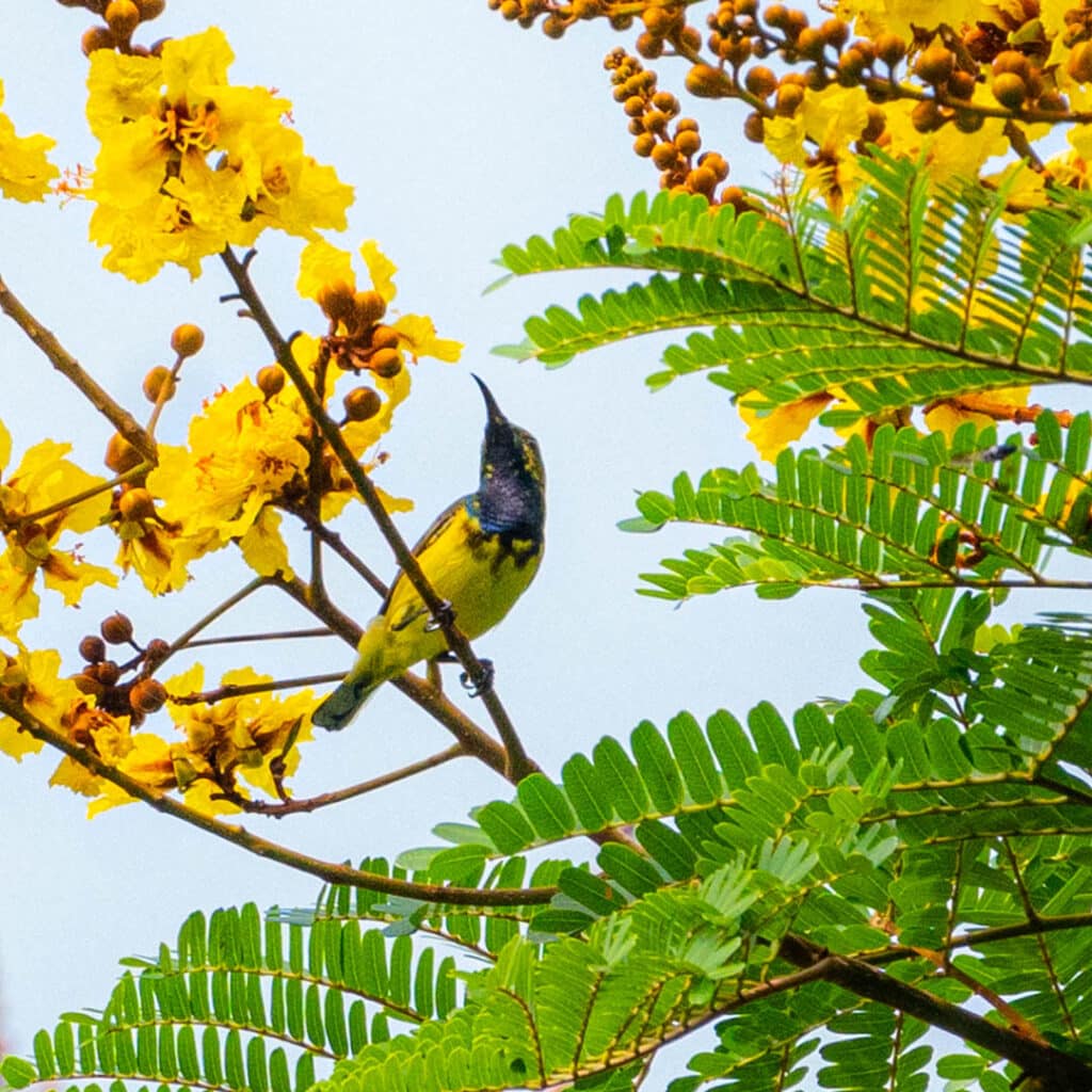 Ornate sunbird Thailand