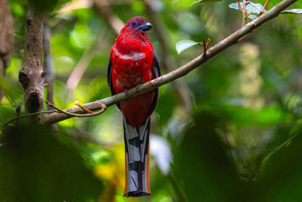 Red-headed trogon