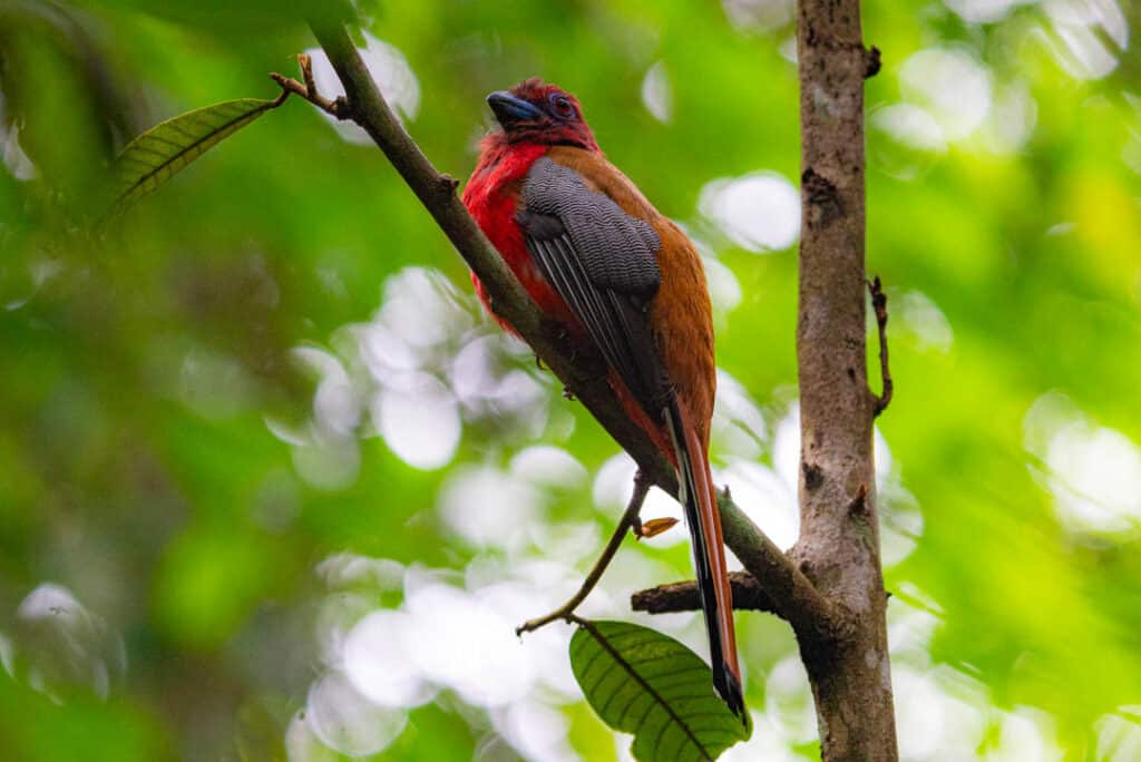 Red-headed trogon Khao Yai
