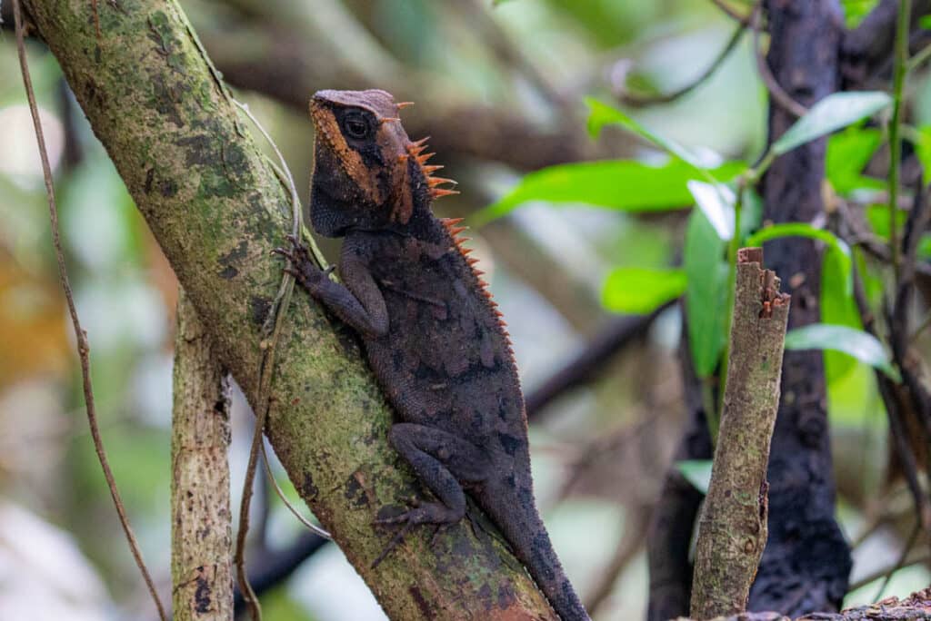Greater spiny lizard