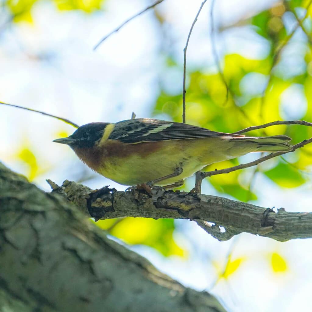 Bay-breasted warbler