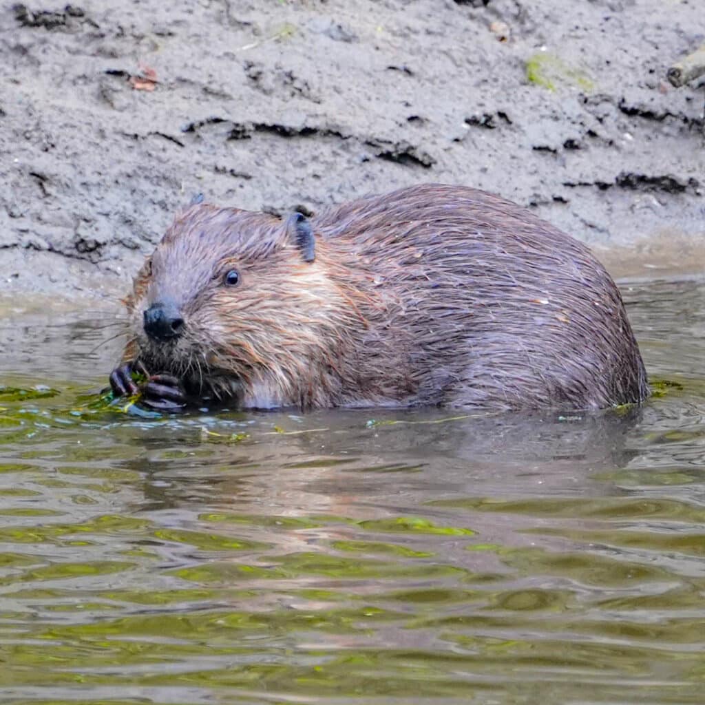 Chicago wildlife watching beaver