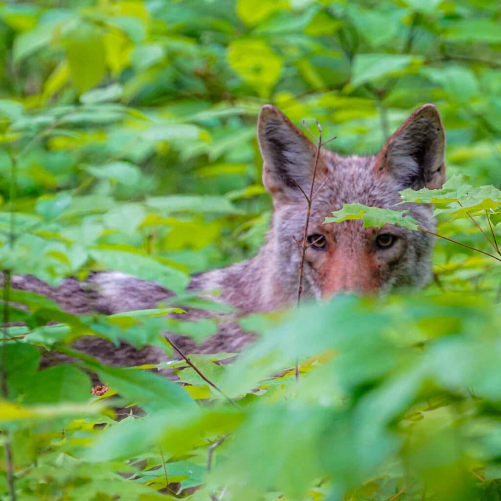 Coyote Ryerson Woods