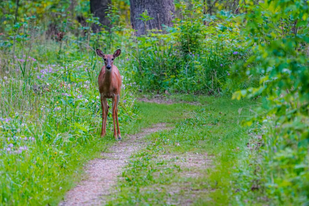 Chicago wildlife watching deer