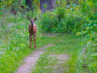 White-tailed deer Chicago