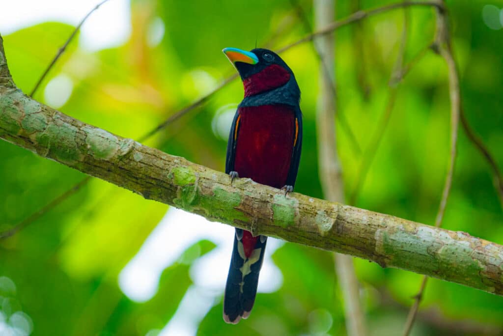 Black-and-red broadbill