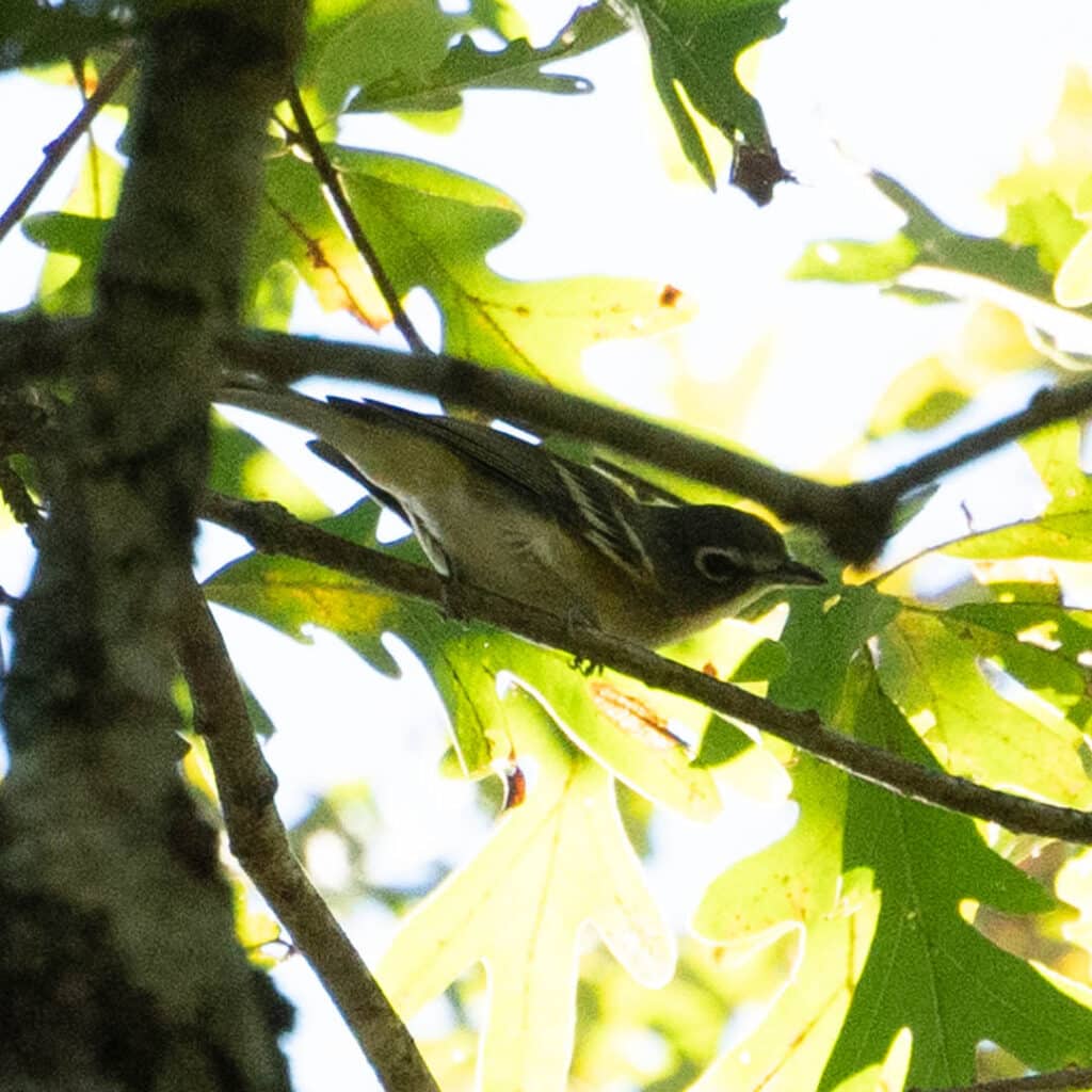 Blue-headed vireo Great Smoky Mountains