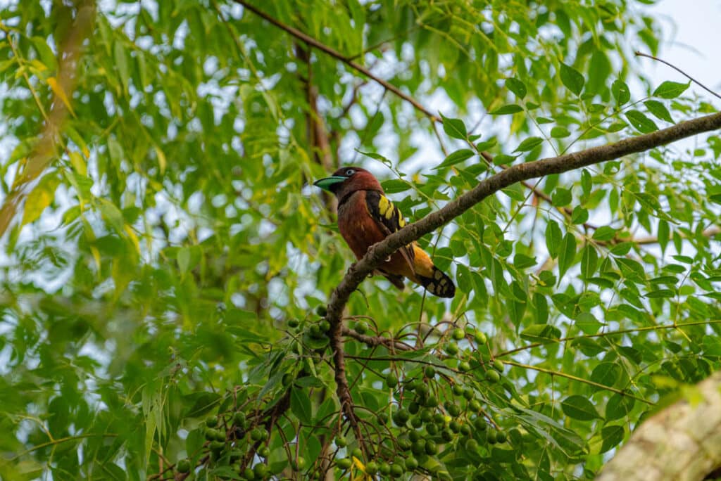Banded broadbill Thailand