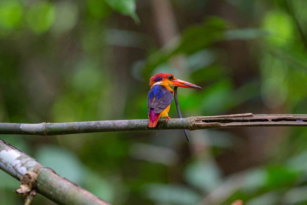 Banded kingfisher Thailand