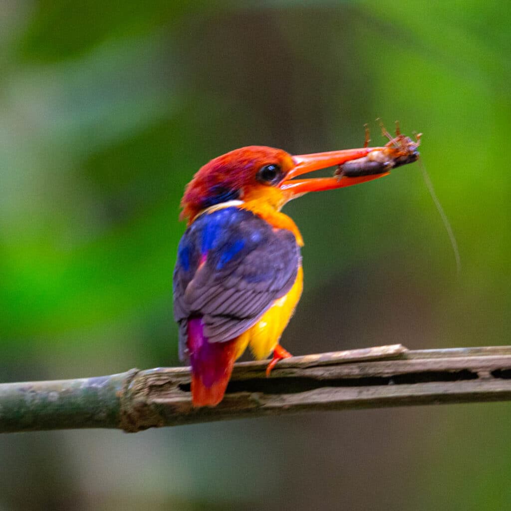 Banded kingfisher Kaeng Krachan National Park