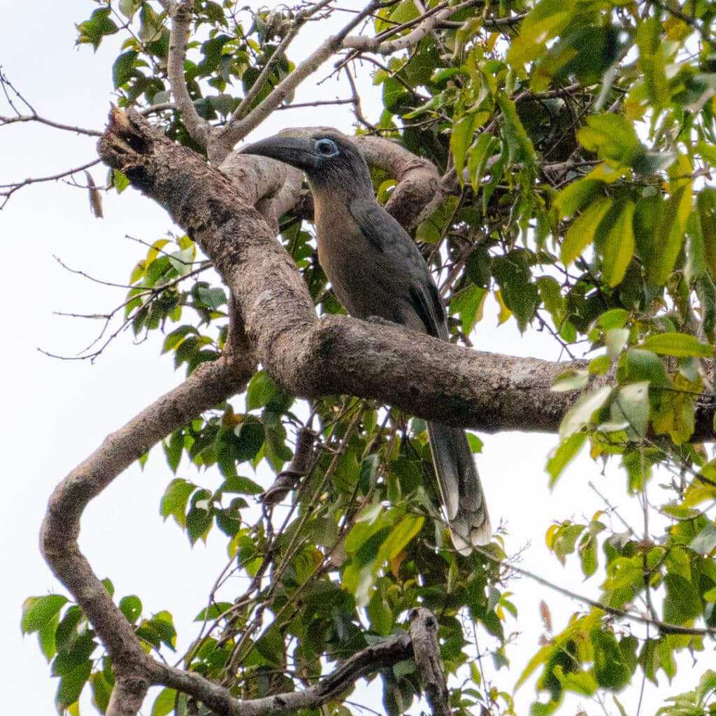 Rusty-checked hornbill Thailand