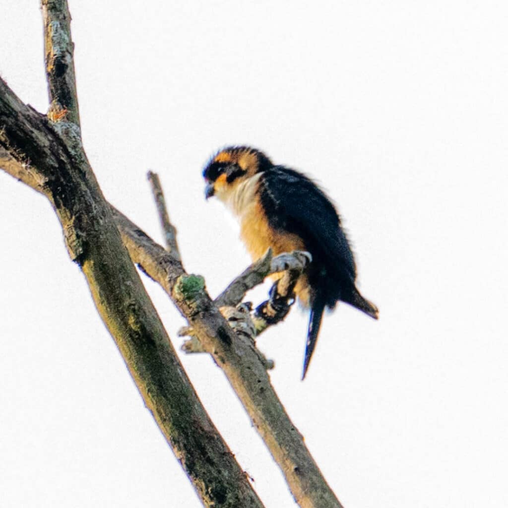 Black-thighed falconet