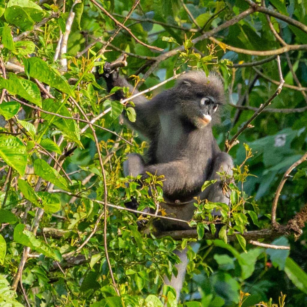 Dusky leaf monkey