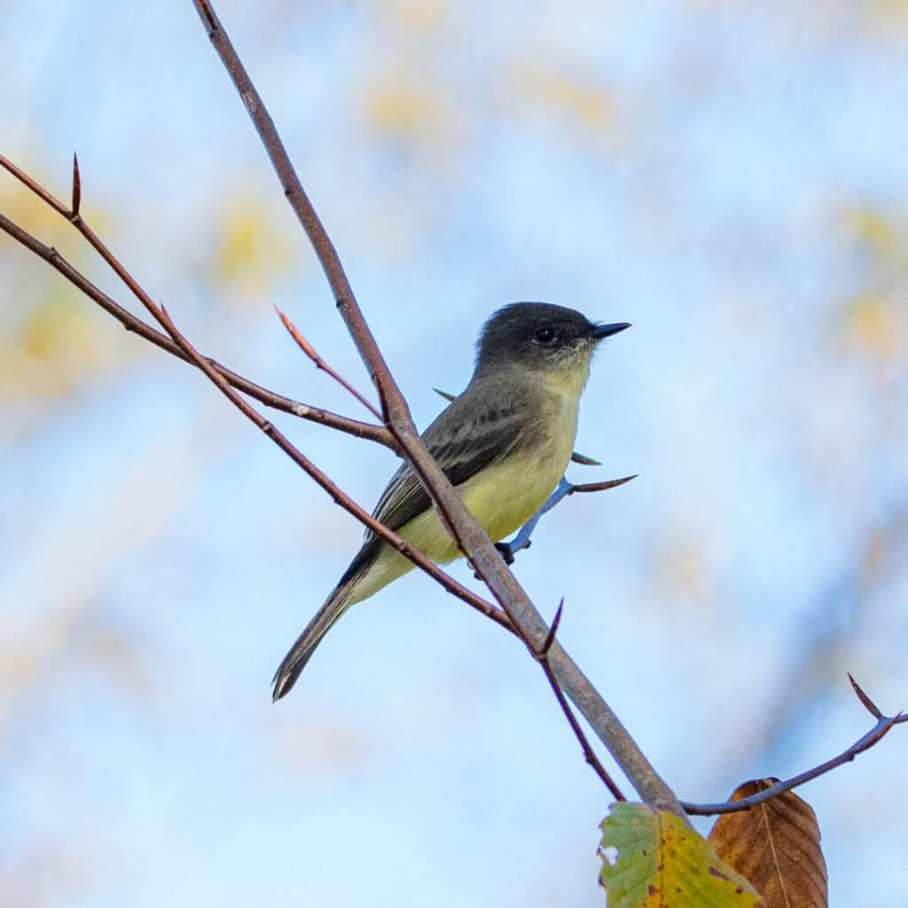 Eastern phoebe Great Smoky Mountains