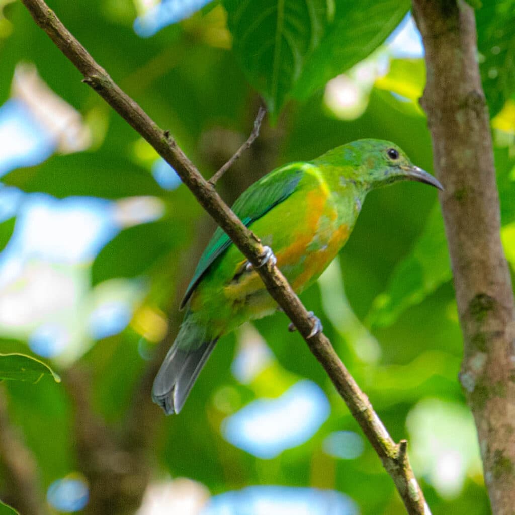 Orange-bellied leafbird