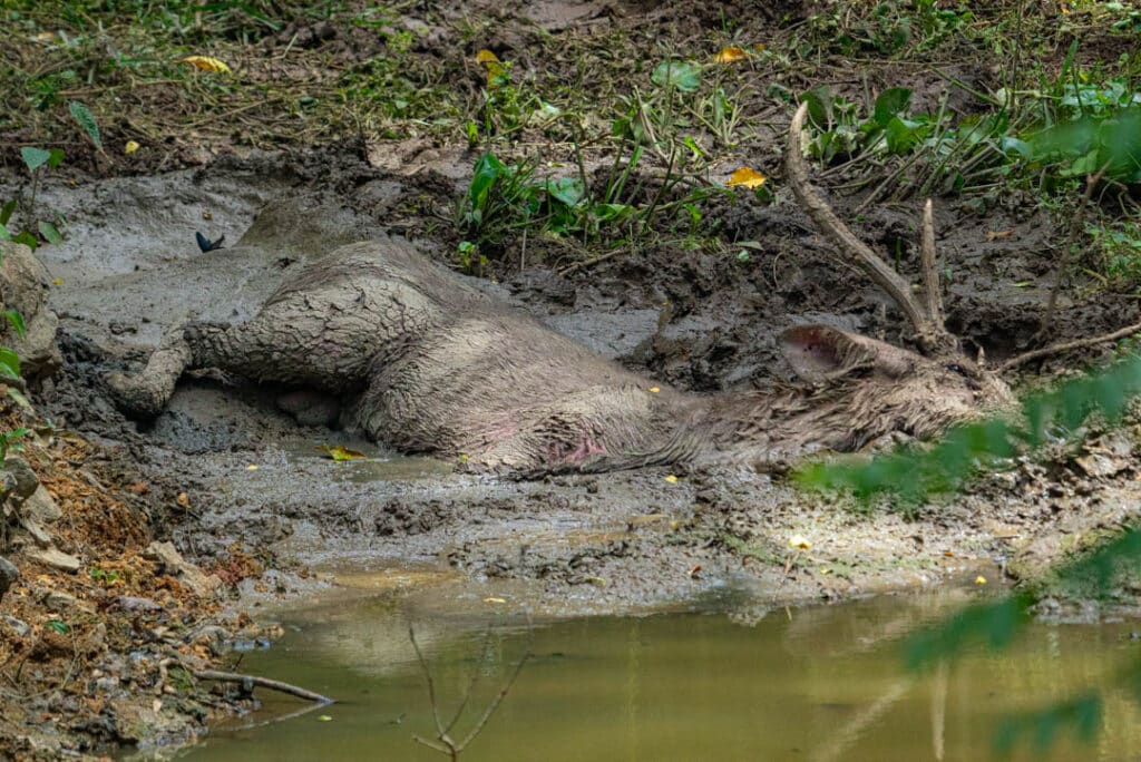 Dying sambar deer