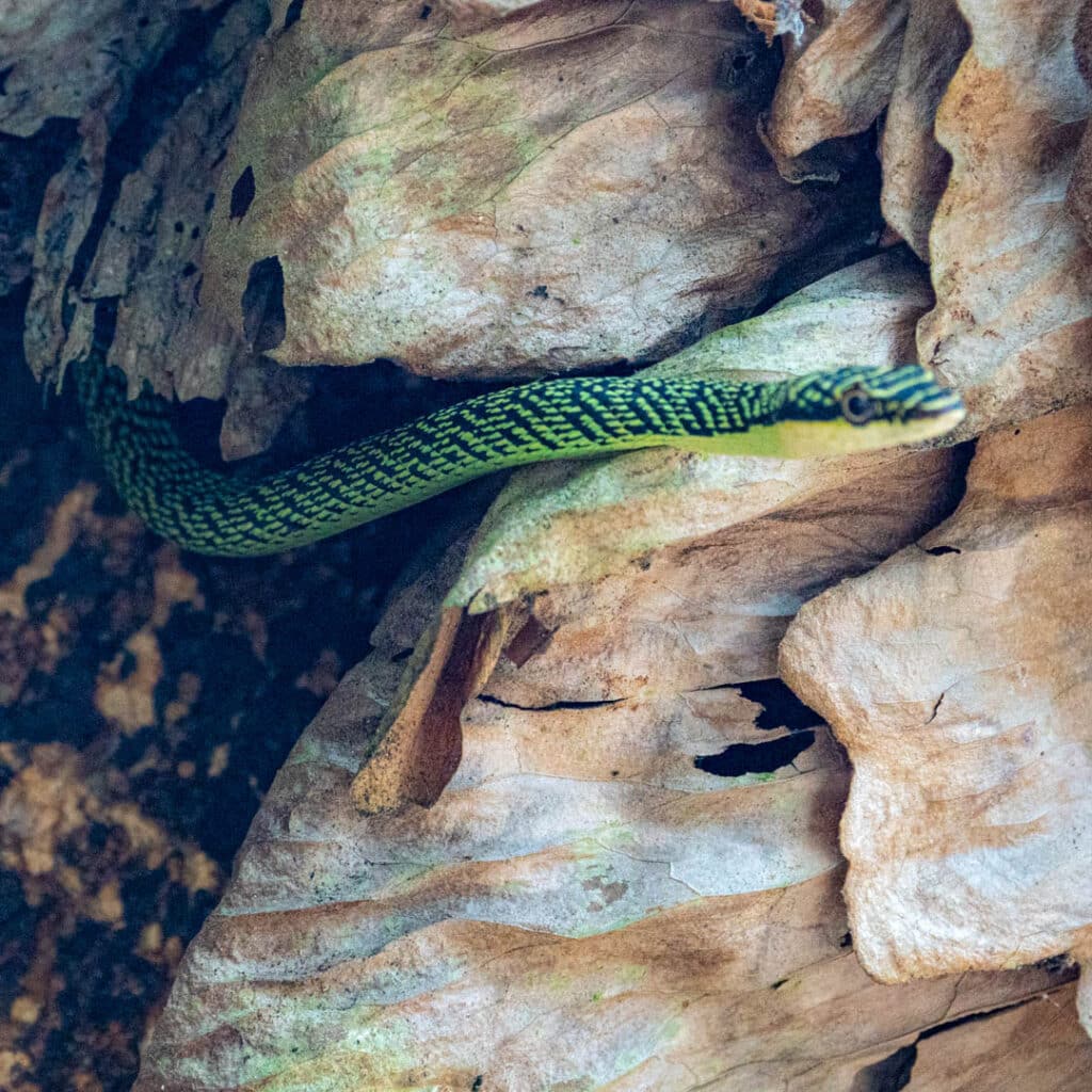 Golden tree snake