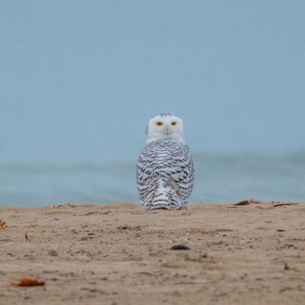 Chicago snowy owls