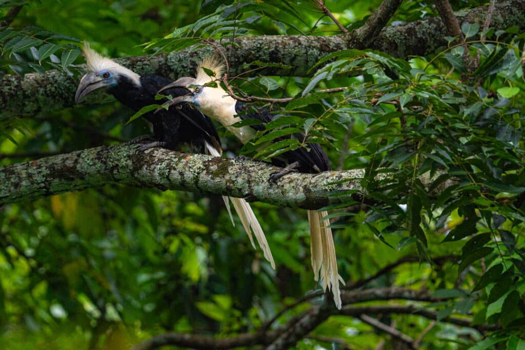 White-crowned hornbills Southeast Asia
