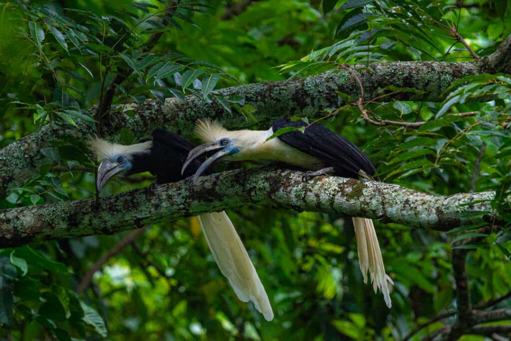 White-crowned hornbill Thailand
