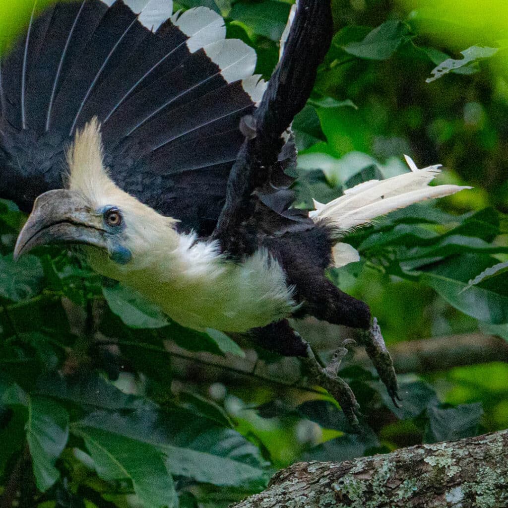 White-crowned hornbill flying