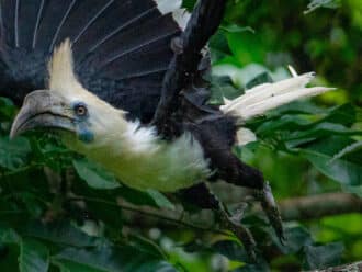 White-crowned hornbill flying