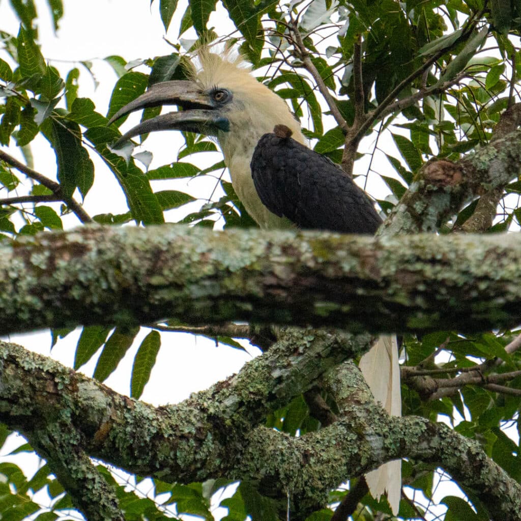 Kaeng Krachan National Park