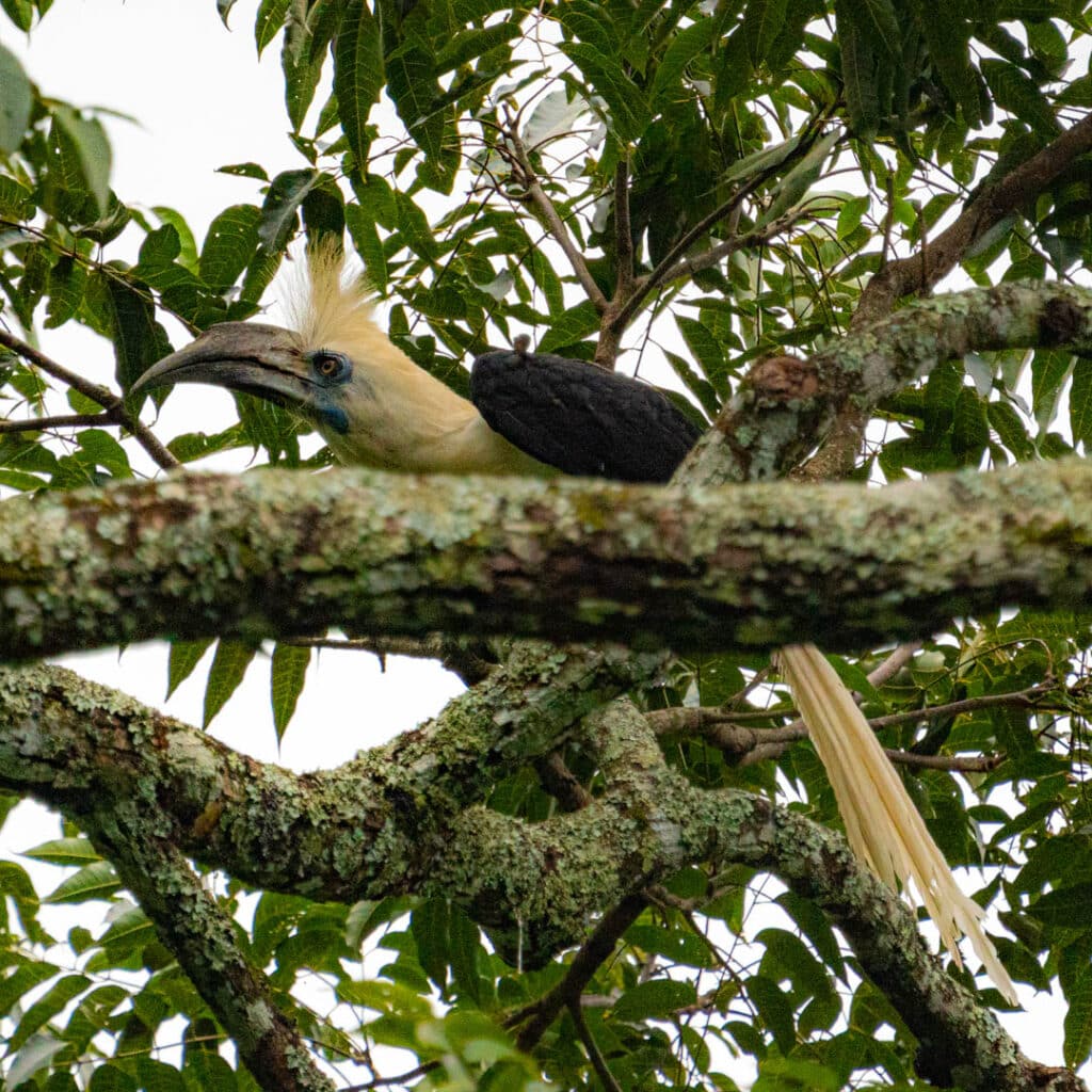 White-crowned hornbill Thailand