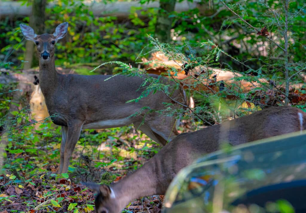 White-tailed deer Tennessee