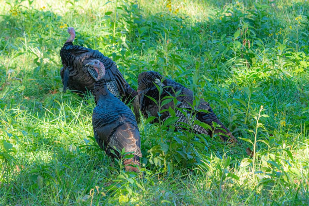 Great Smoky Mountains birding wild turkey