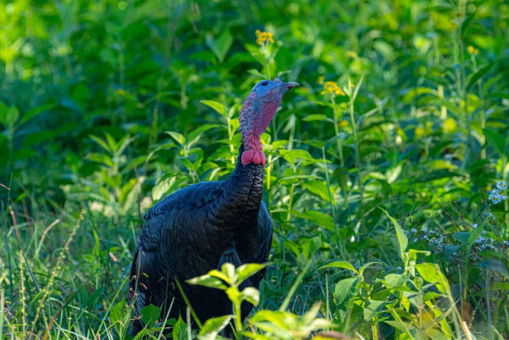 Wild turkey Tennessee