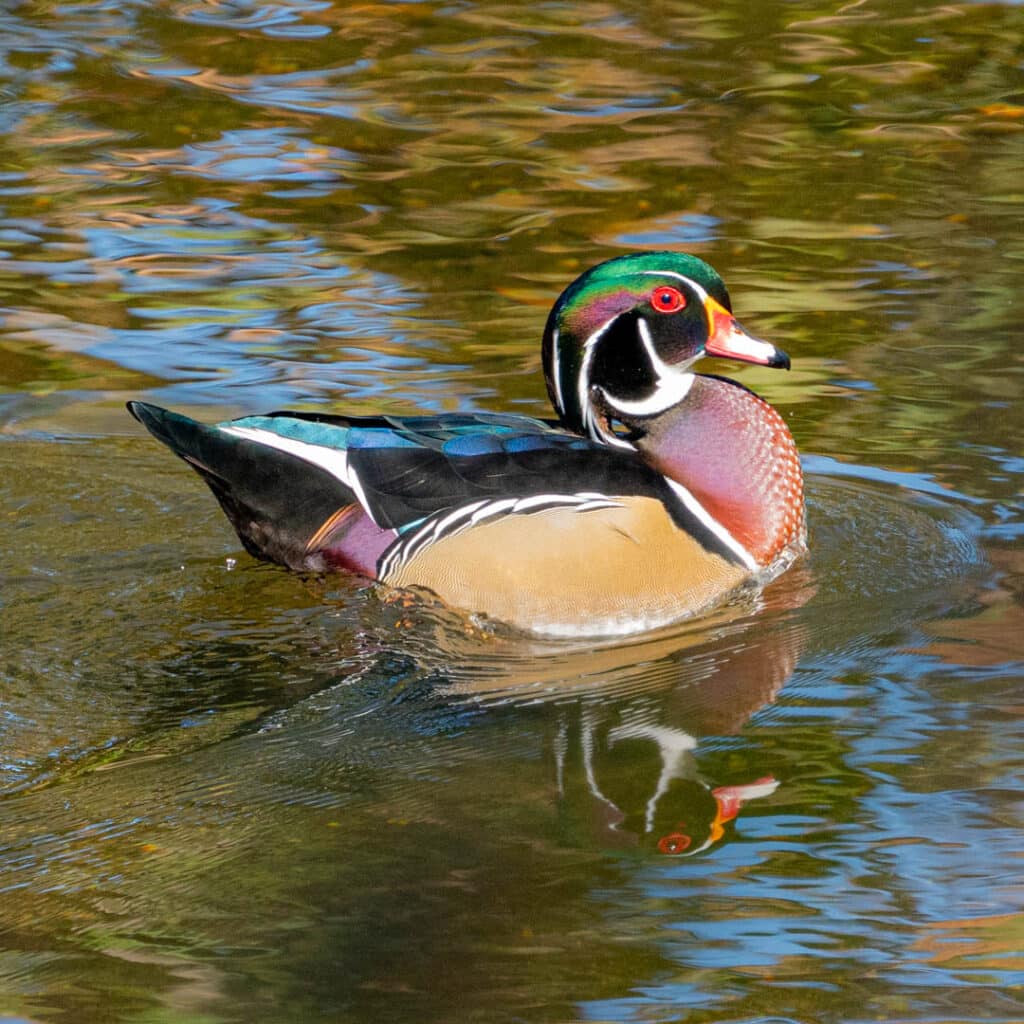 Wood duck Birding Great Smoky Mountains