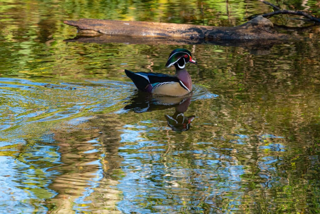 Wood Duck Tennessee