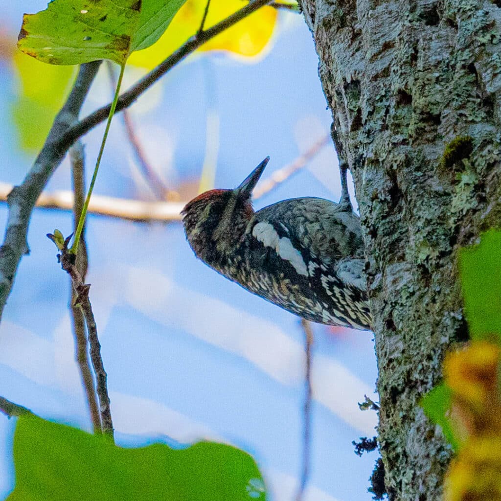 Yellow-bellied sapsucker Tennessee