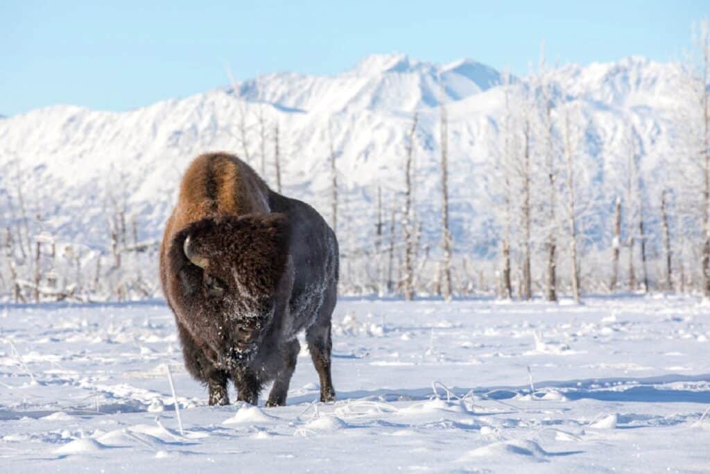 Winter photo safari Alaska buffalo