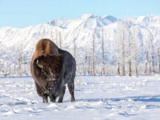 Buffalo winter