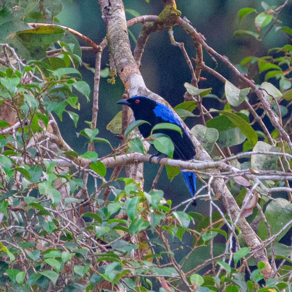 Asian fairy bluebird Malaysia