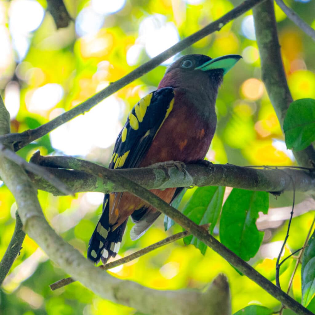 Banded broadbill Malaysia